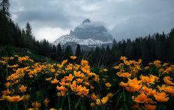 Bright yellow flowers in meadow surrounded by forest and mountains