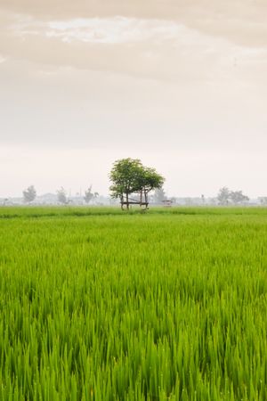 Tree at the end of a field of long green grass