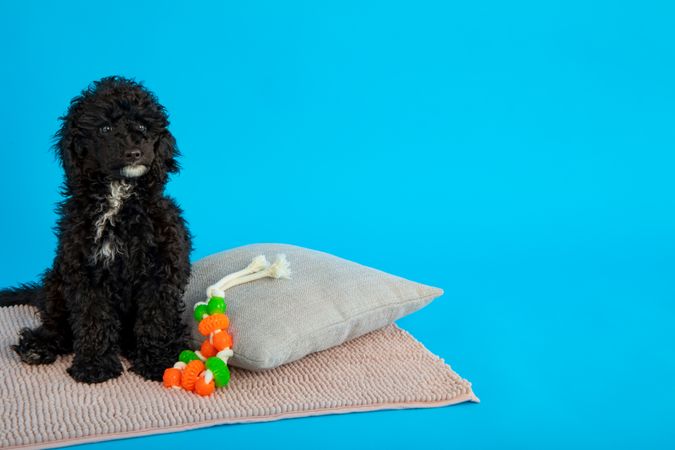 Cute dog sitting on bed with toys in blue studio shoot