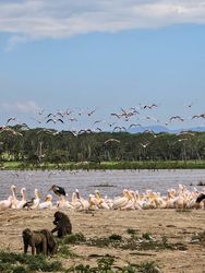 Baboons observing pelicans and flamingos flying over lake nakuru in kenya