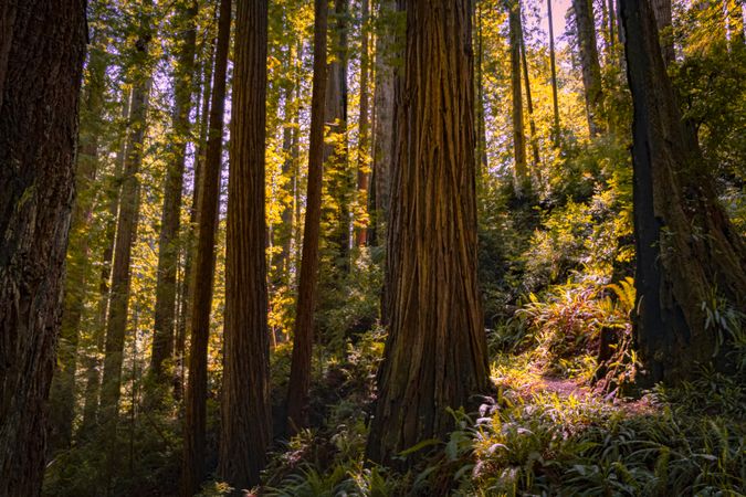 Forest tree trunks with rich mossy foliage and sun shine