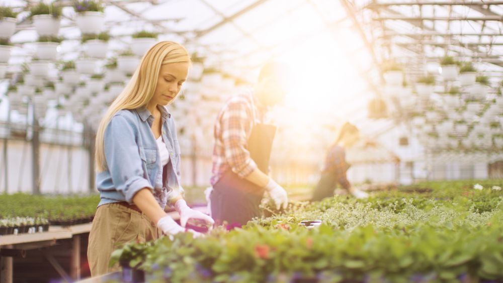 Team of Happy Gardeners Busily Working, Arranging, Sorting Colorful Flowers