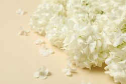 Beautiful hydrangea flowers on beige background. Spring plant