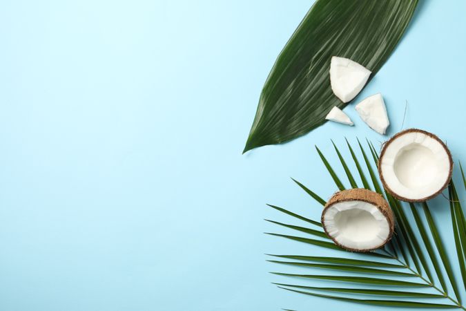 Coconut and palm branch on blue background, top view