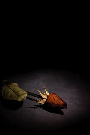 Dry red rose with dark background