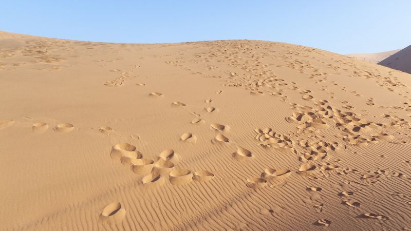 Food Step Pattern At Desert
