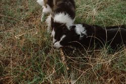 Border Collie dogs having fun together during stick game on dry grass in countryside