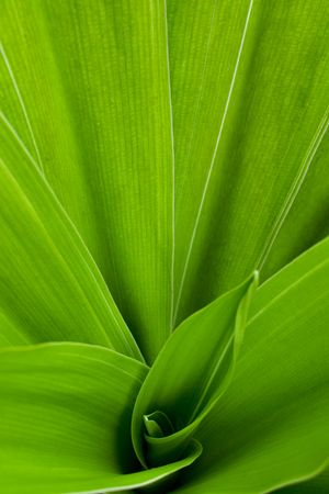 Green Leaf Background With Pattern