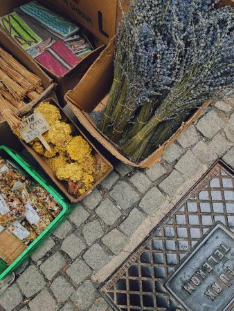 Looking down at dried plants for sale