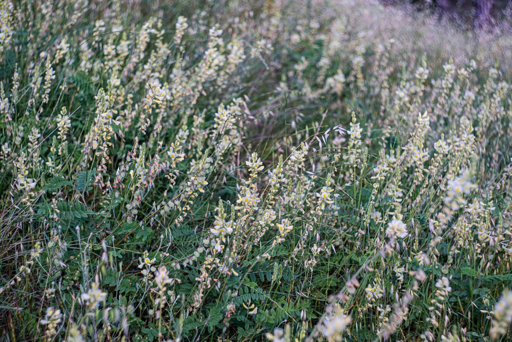 Wild flowering plant with blue flowers