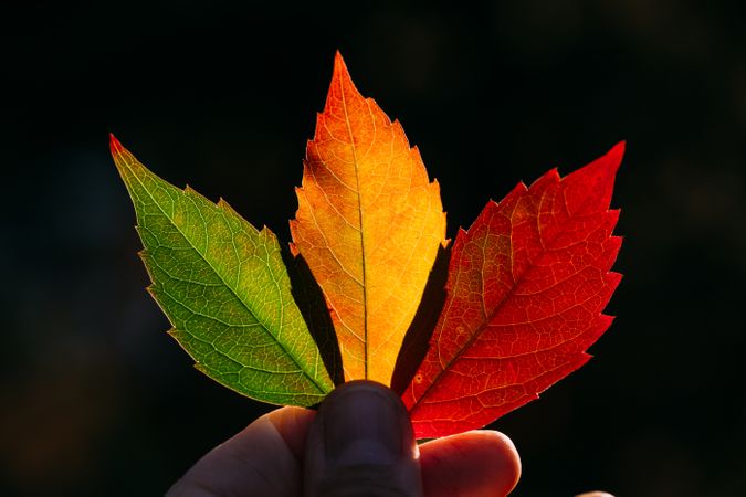 Person holding autumn leaves in hand in sunlight
