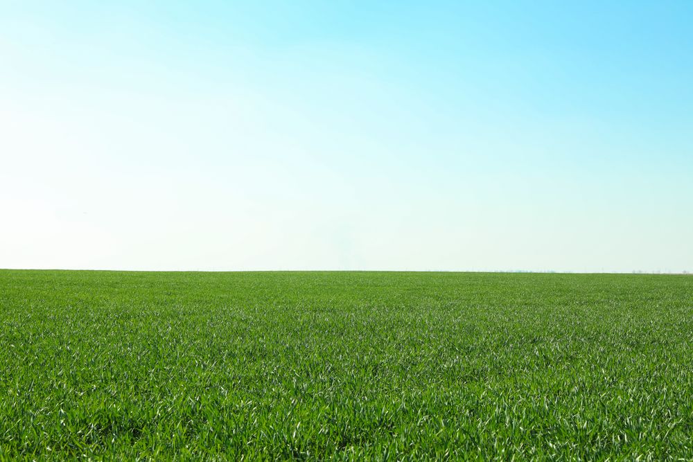 Green grass field, space for text. Beautiful spring greenery