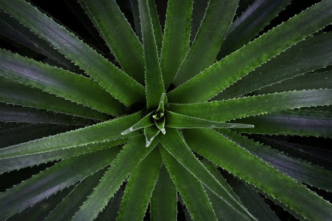 Chagual. Lush green nature background with thorny leaves.