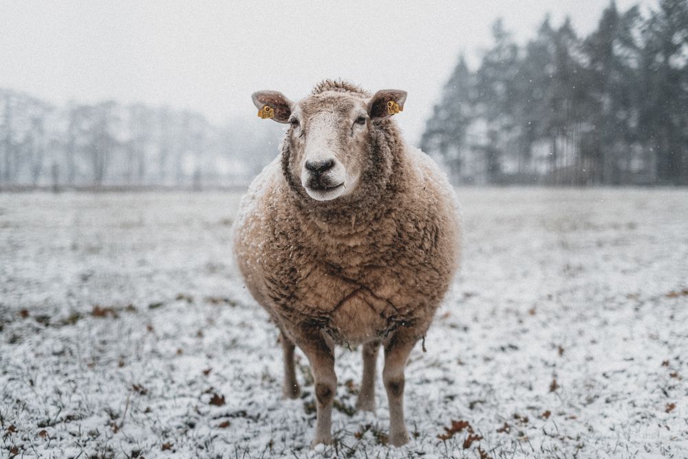 Brown sheep on snow covered ground near trees during daytime