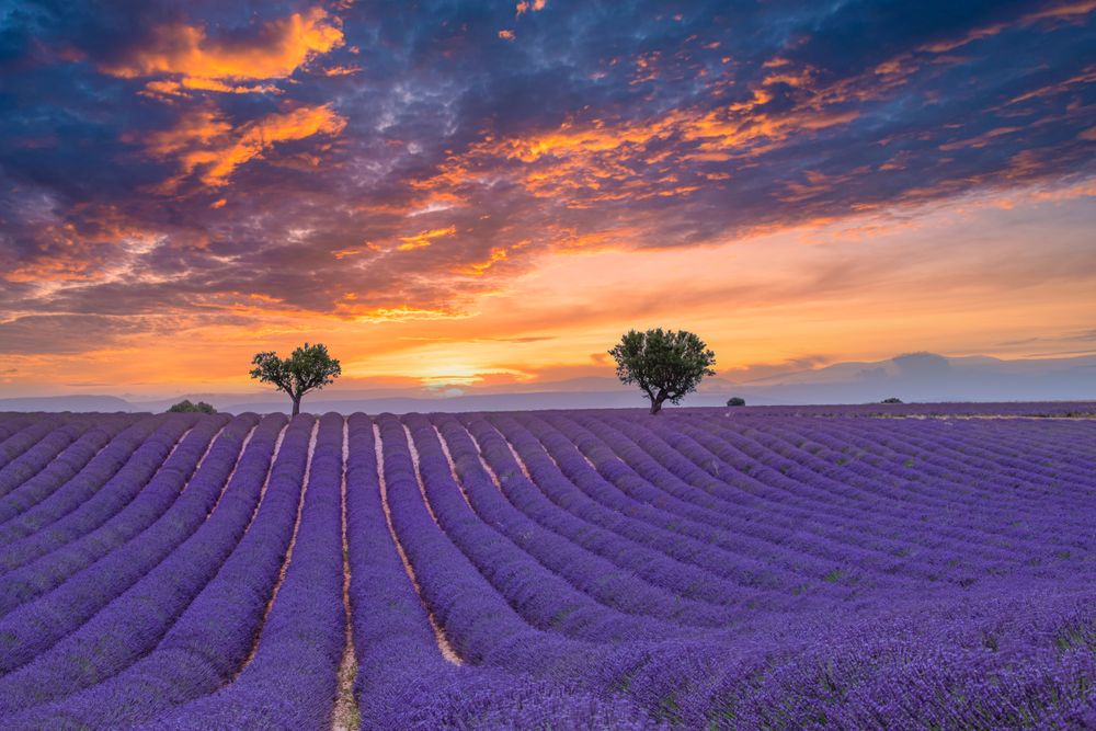 Lavender field with two trees and colorful sunset at farm