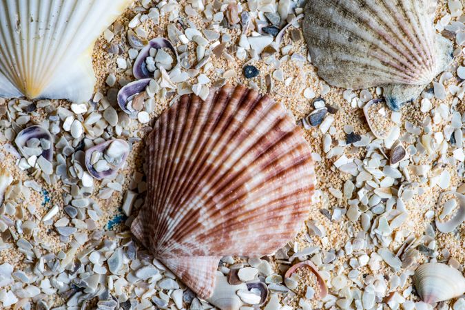 Summer background with top view of tropical sea shells