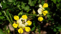Close-up yellow wildflowers