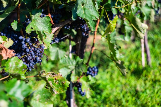 Sunny vineyard in Lopota