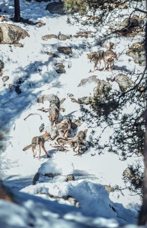 Wolves on hill between stones and snow
