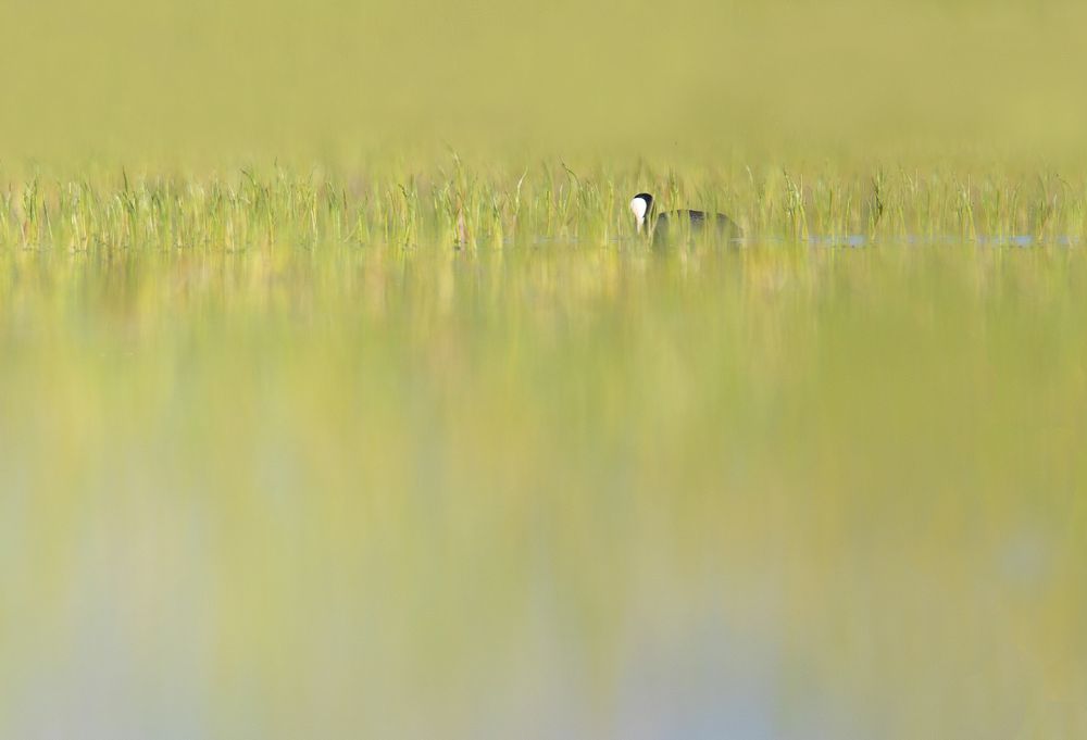 Wild coot bird swimming on water
