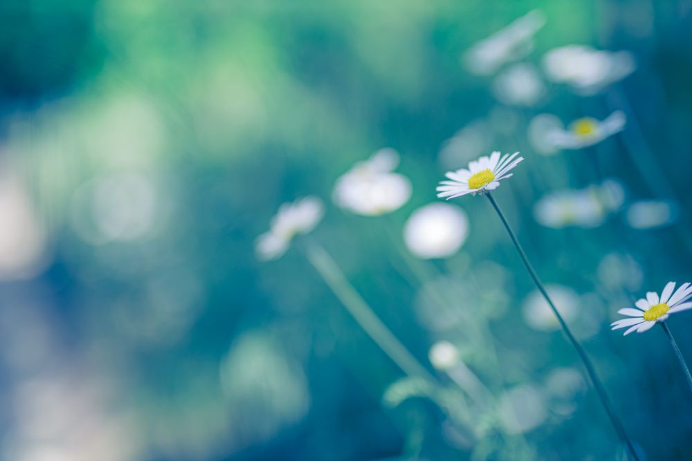 Close up of daisies in a lush field