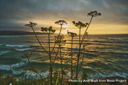 Plant overlooking sunset by the seaside 0vLQp4