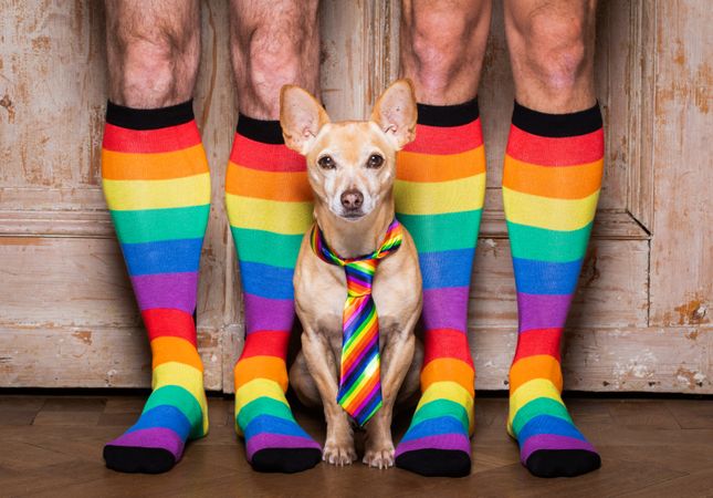 Dog wearing rainbow tie with two people's feet wearing rainbow socks