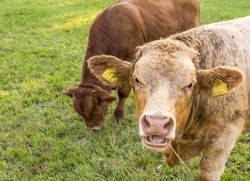 Young bull with open mouth