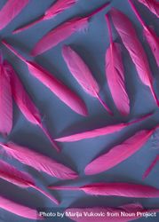 Soft feathers pastel pink on a deep blue background 0LQXV5