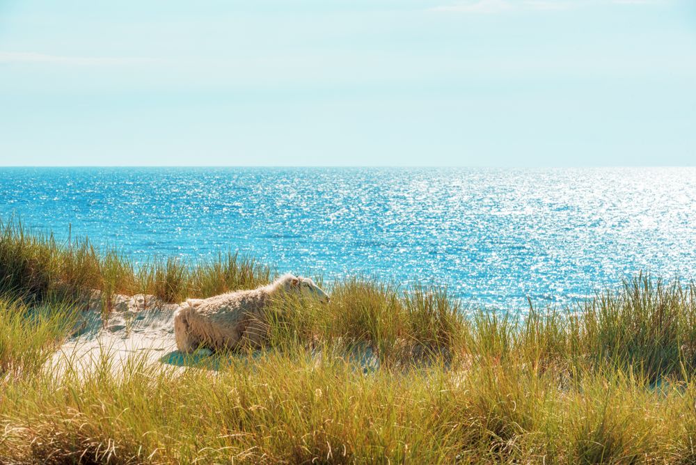 Landscape with marram grass dunes and the horizon over the sea