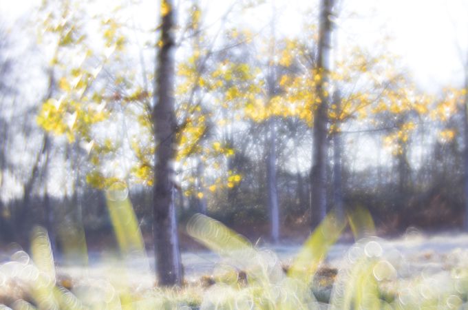 Blurred trees in forest