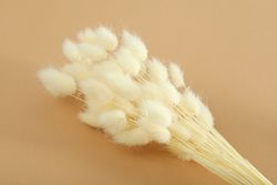 Dried bunny tail bouquet across on a neutral brown background
