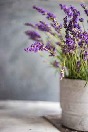 Interior decor with vase of lavender flowers