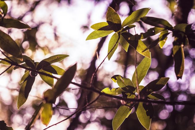Sunny top of tree with leaves