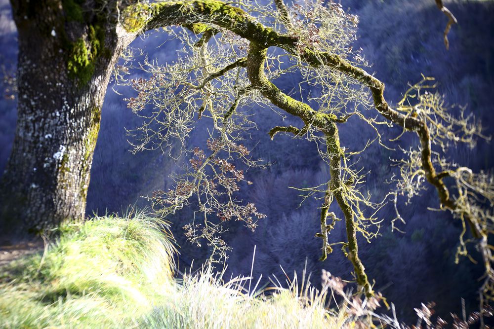 Autumn tree covered with moss