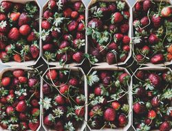 Strawberries in eco-friendly plastic-free boxes