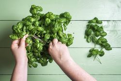 Harvesting homegrown basil herbs