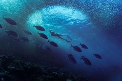 Underwater photography of diver and of fish