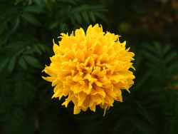 marygold flower blossom