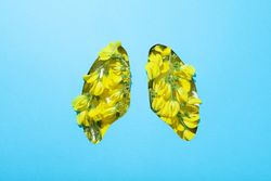 Lung shape cut out of blue paper with yellow flowers underneath, allergy concept