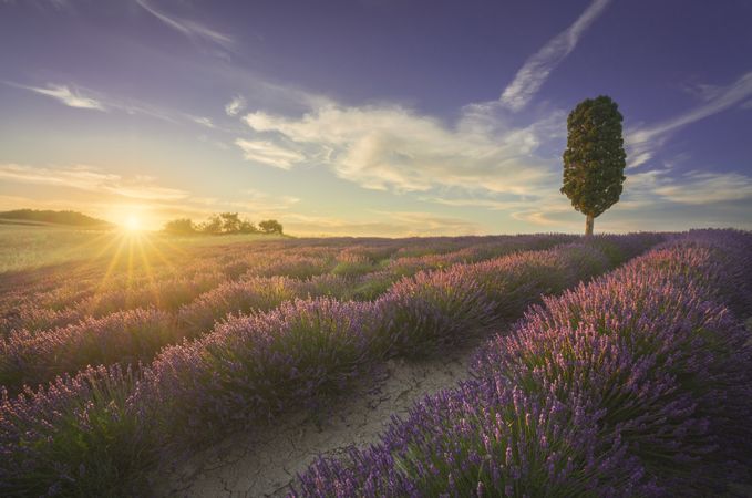 Lavender fields and cypress tree at sunset, Orciano, Tuscany, Pisa, Italy