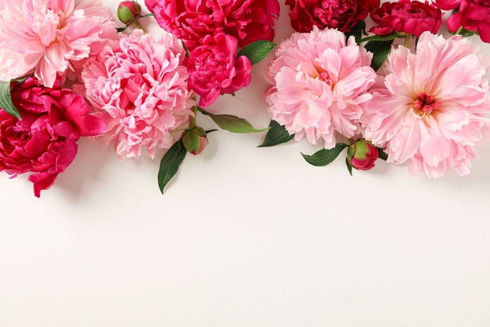 Flat lay composition with beautiful peonies on light background, space for text and top view