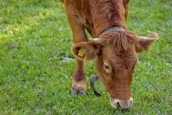 Young cow grazing