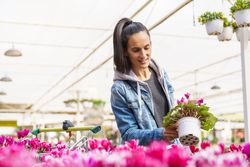 Hispanic woman choosing potted Cyclamen flower