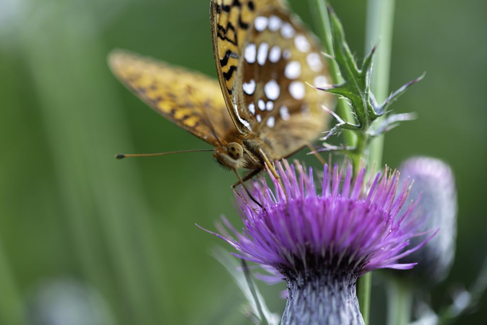 Fritillary at Fringed Gentian Bog & Auggie's Boardwalk in Meadowlands, Minnesota