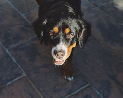 Bernese dog outside on tiles