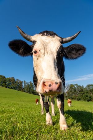 Cow grazing on a pasture in the Bavarian Alps on a sunny day in summer