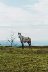 Horse on green lawn in countryside