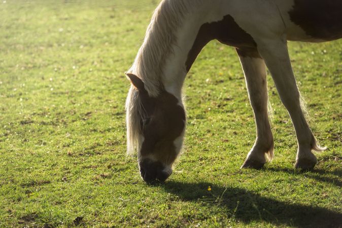 Pinto horse grazing in sunlight on pasture
