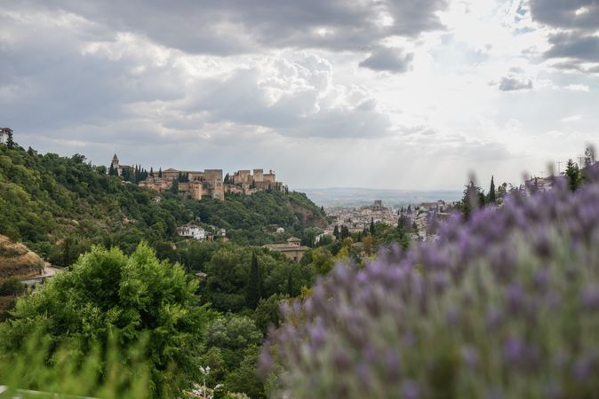 View of the famous Alhambra palace in Granada from Sacromonte quarter seen behind lavender